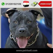 مصر الشيخ زايد كلب بيتبول امريكى ذكر بيور سنة و 9 شهور مرخص و يحمل بطاقة طبية منذ ولادتة وحتى الان الخاصة بجميع التطعميات والمتابعة ال dogs animals pitbulls