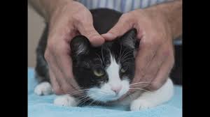 Your meme was successfully uploaded and it is now in moderation. How To Pick Up A Cat Like A Pro Vet Advice On Cat Handling Youtube