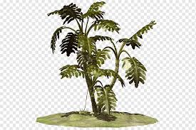 The term coconut (or the archaic cocoanut. Coconut Flowerpot Houseplant Terrestrial Plant Plant Stem Coconut Palm Tree Rasteniya Fruit Nut Png Pngwing