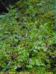 Image result for Samanea leptophylla