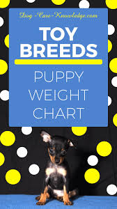 Australian Shepherd Growth Chart Best Picture Of Chart