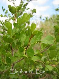 Image result for Searsia refracta