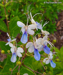 Image result for Rotheca wildii