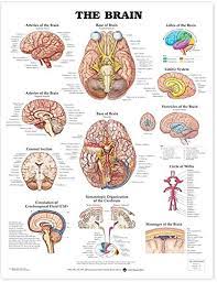 It is divided into cortical anatomy is discussed in greater detail below. Anatomical Chart The Brain Acc 9920pu Amazon Co Uk Business Industry Science