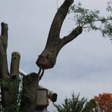 Maybe you would like to learn more about one of these? Brown Tree Service 39 Photos 23 Reviews Tree Services 2239 N Rand Rd Palatine Il Phone Number