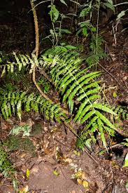 Image result for Pneumatopteris