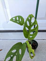 Hoya Obovata Variegata Etsy Plant Pictures Plants Monstera