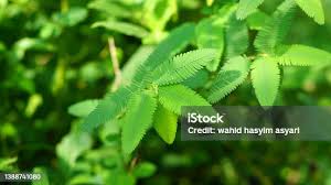 Image result for Aeschynomene indica