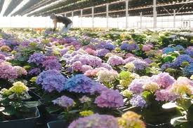 We did not find results for: This Nursery Is Bringing A Plant Flower Pop Up With Wholesale Prices To Calgary Curiocity Group Inc