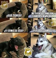 Lucho Meme Perro Chiste Memes Divertidos Meme Gracioso Humor Divertido Sobre Animales