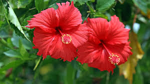 Image result for Hibiscus fuscus