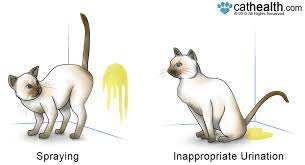 Cat Spraying Feline Marking Behavior