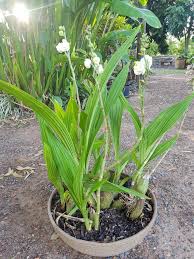 It is commonly referred to as the holy ghost orchid, dove orchid or flower of the holy spirit in english, and, as the flor del espiritu santo in spanish. Pretty Species Orchid Territory Exotics Watergardens Facebook