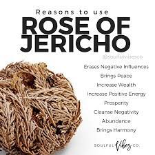 Rose Of Jericho Magic Herbs Herbal Magic Natural Magic