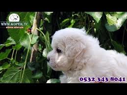 Maltese Terrier Yavrulari