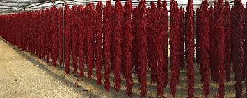 Gli strascinati con i peperoni cruschi e mollica sono una ricetta tipica della basilicata. I Peperoni Cruschi Imparate A Conoscere L Oro Rosso Lucano Luciano Pignataro Wine Blog