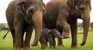 Asian Elephant Top 10 Animals Longest Gestation Period Animals Wild Asian Elephant Elephant Love