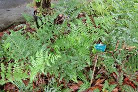 Image result for Diplazium humbertii