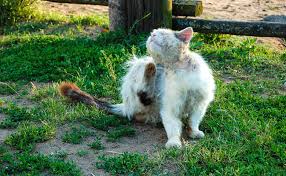 Vinaigre blanc contre les puces. Mon Chat A Des Puces Pourquoi Comment S En Debarrasser