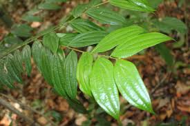 Image result for Anisophyllea