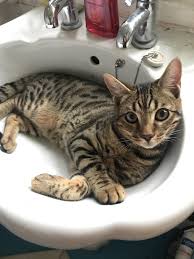 sleep in the sink! tabby cat, cats