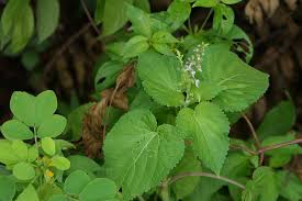 Image result for Equilabium