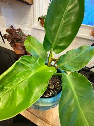 A philodendron selloum, or tree philodendron, is native to south america but also grows outdoors on the east and gulf coasts of the united states. Puj93uxj9y7gum