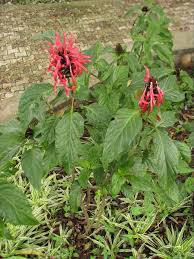 Image result for Justicia carnea