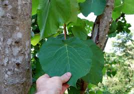 Image result for Macaranga capensis