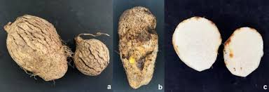 Image result for Dioscorea cayenensis