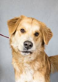 Golden retriever puppies for sale and dogs for adoption in minnesota, mn. Adopt Sawyer On Petfinder Golden Retriever Dogs Golden Retriever Labrador Retriever Puppies