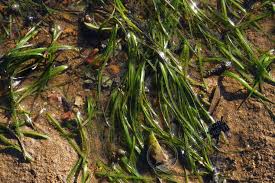 Image result for Zosteraceae