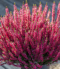 Image result for Calluna vulgaris