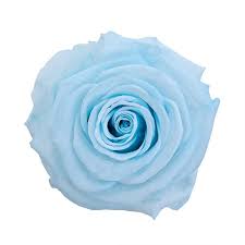Preserved Baby Light Blue Rose | Light blue roses, Blue and purple ...