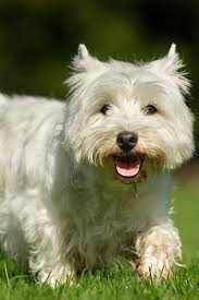 The Best Dog Breed for Each Zodiac Sign