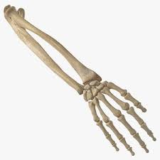 Bones 3d model, formats include fbx, tga, anatomy body bone bones character, ready for 3d animation and other 3d projects. 3d Bone Models Turbosquid