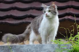 Apabila tumbuhan dan haiwan mati, tumbuhan dantubuh haiwan akan mereput. Wallpaper Kucing Anggora Cat Mammal Felidae Small To Medium Sized Cats Kitten 633248 Wallpaperuse