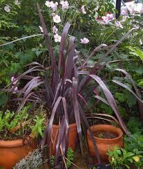 Luckily, there are ways to treat the problem if you see it in your garden. 7 Plants With Dark Foliage To Add Contrast To Your Garden Dengarden
