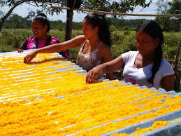Su uso está destinado a variadas aplicaciones pero. La Red De Jovenes Que Esta Transformando Guaviare Bibo