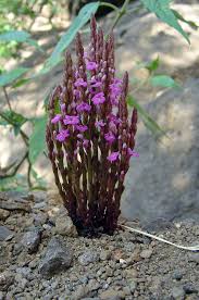 Image result for Striga gesnerioides