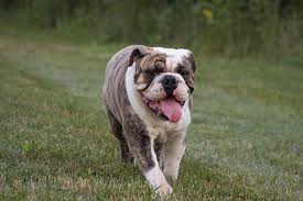 The old english sheepdog was recognized by the united kennel club in 1948. Bulldog Canine Habit