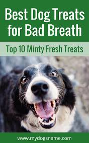 best dog treats for bad breath top 10 minty fresh treats best treats for dogs bad dog breath best dogs