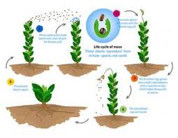 Maybe you would like to learn more about one of these? How Do Non Flowering Plants Reproduce Lovetoknow