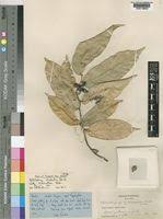 Image result for Artabotrys modestus