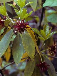 It produces pointed oval leaves 6 inches long and 2 inches wide with waxy maroon flowers. Flor Alabama Master Gardener Helpline Alabama Extension Facebook