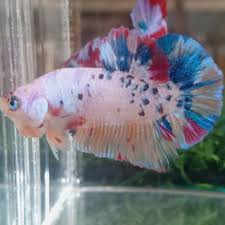 Persiapan wadah dan tumbuhan pendukung. 47 Ikan Cupang Nemo Multicolor Images