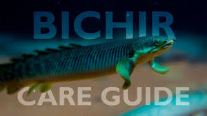 All Bichir Polypterus Species Updated