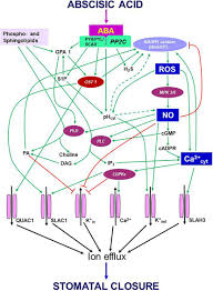 Stomatal Movement Is Not Affected By