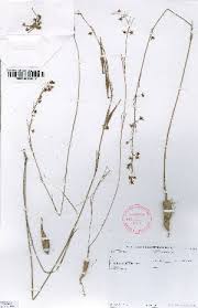 Image result for Aspidoglossum glabellum