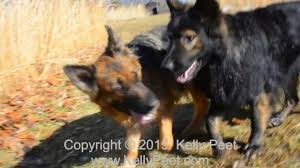 This picture was taken just after he gave himself a face wash! Red And Black And Czech Black Sable Long Haired German Shepherds Playing Youtube